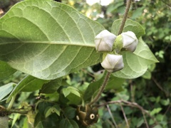 Macroscepis diademata