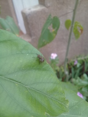 Muscidae
