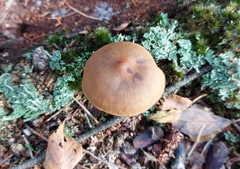 Cortinarius semisanguineus