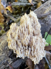 Artomyces pyxidatus