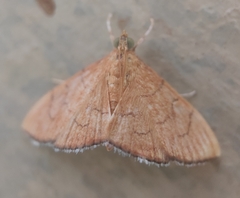 Hyalobathra