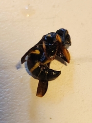 Euodynerus hidalgo boreoorientalis