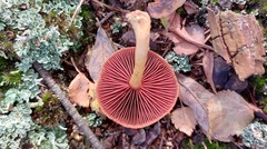 Cortinarius semisanguineus