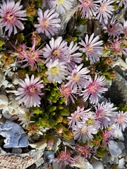 Drosanthemum