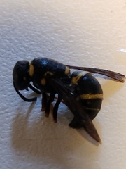 Euodynerus hidalgo boreoorientalis