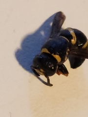 Euodynerus hidalgo boreoorientalis