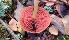 Cortinarius semisanguineus
