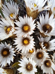 Helichrysum retortum