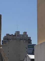 Parabuteo unicinctus