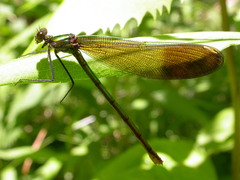 Calopteryx aequabilis