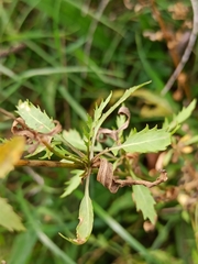 Rorippa amphibia