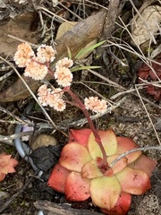 Crassula orbicularis