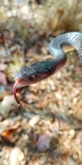 Crotaphopeltis hotamboeia