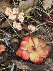 Crassula orbicularis
