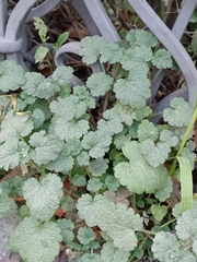 Glechoma hederacea