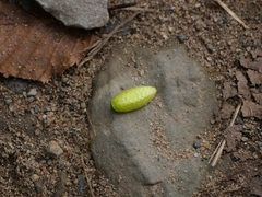 Apoda limacodes