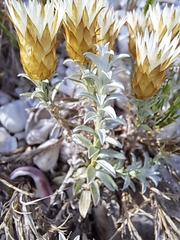 Helichrysum retortum