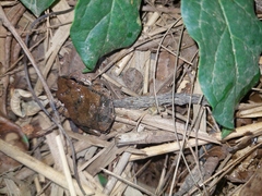 Tomopterna natalensis