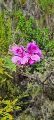 Pelargonium cucullatum