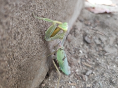 Hierodula transcaucasica