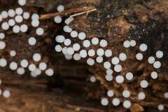 Collaria arcyrionema