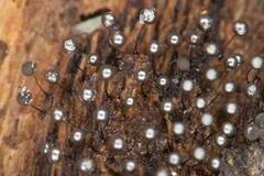 Collaria arcyrionema