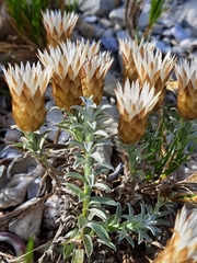 Helichrysum retortum