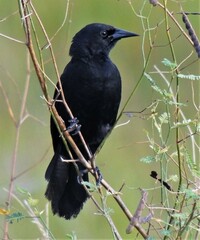 Agelasticus cyanopus