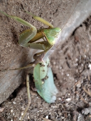 Hierodula transcaucasica