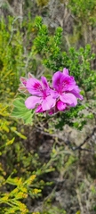 Pelargonium cucullatum