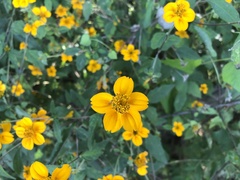 Sclerocarpus divaricatus
