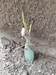 Hierodula transcaucasica