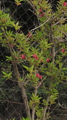 Weigela florida