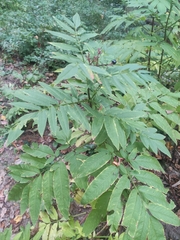 Sambucus ebulus