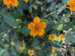 Sclerocarpus divaricatus