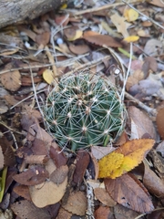 Hamatocactus setispinus
