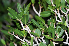 Pleradenophora bilocularis