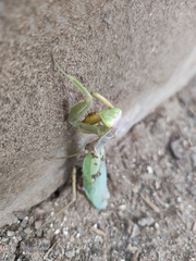 Hierodula transcaucasica