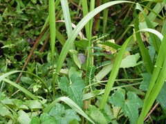 Jamides celeno aelianus