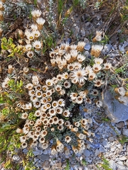 Helichrysum retortum