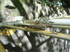 Phricta spinosa