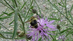 Bombus flavidus