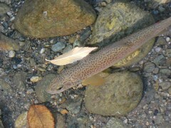 Salmo marmoratus