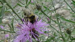 Bombus flavidus