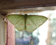 Tanaoctenia haliaria