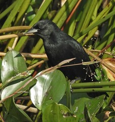 Agelasticus cyanopus