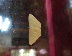 Tanaoctenia haliaria