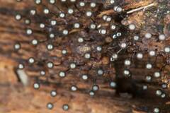 Collaria arcyrionema