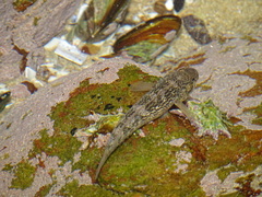 Caffrogobius gilchristi