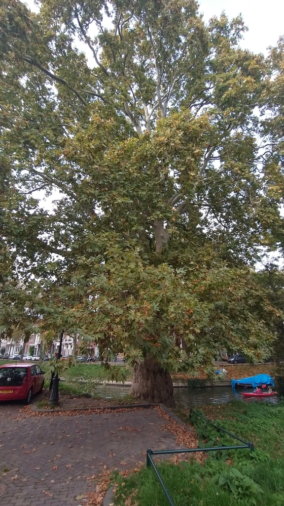 De oosterse plataan aan de Van Asch van Wijckskade
